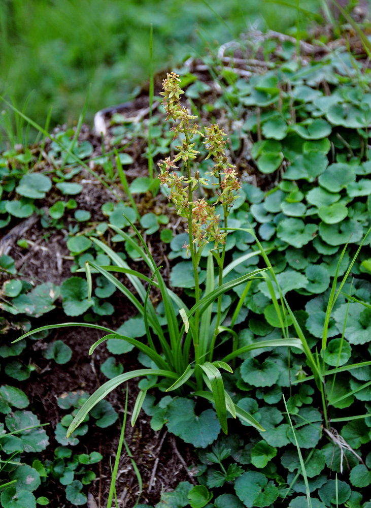 Image of Veratrum anticleoides specimen.