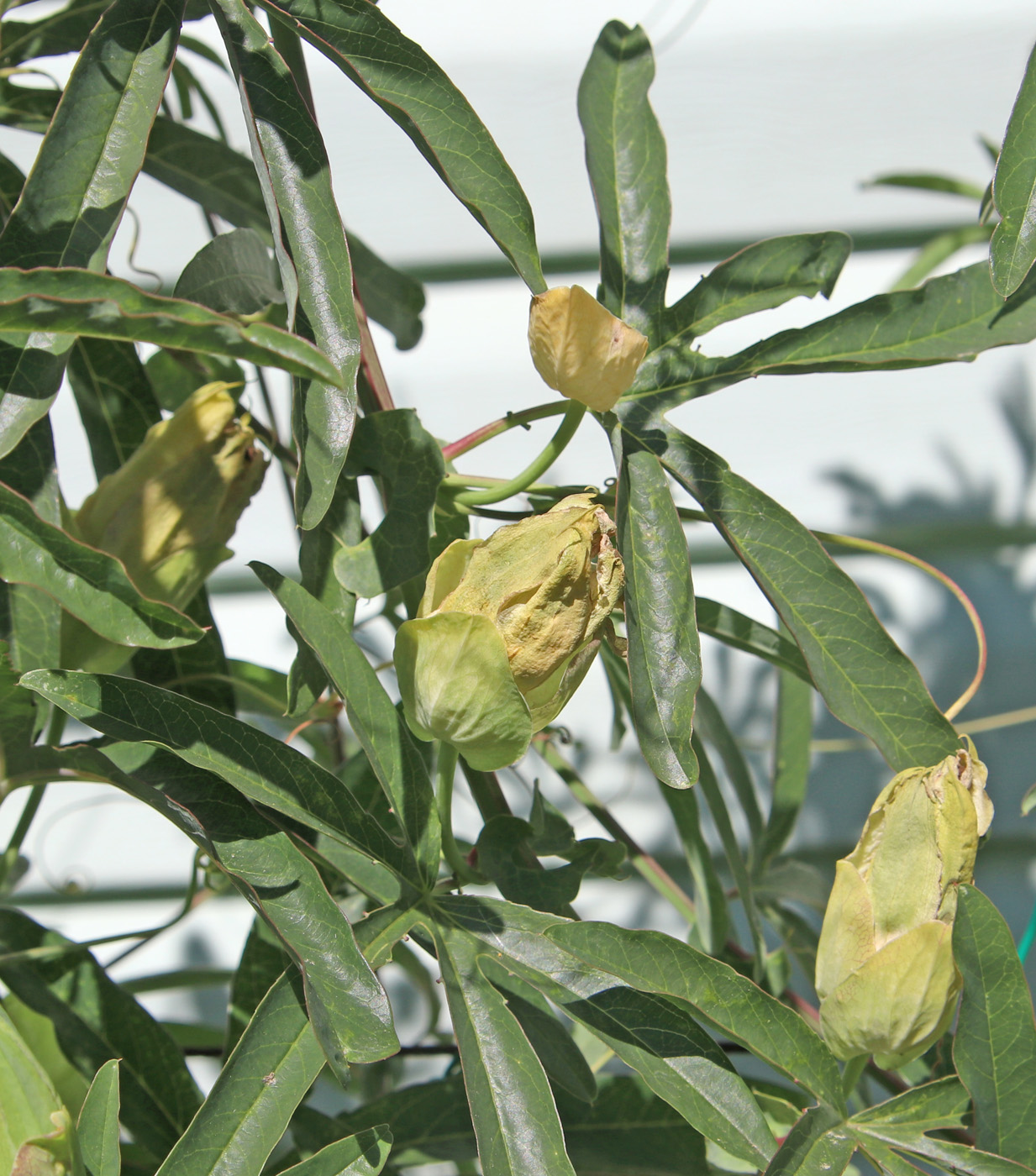 Image of Passiflora caerulea specimen.