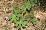 Geranium collinum