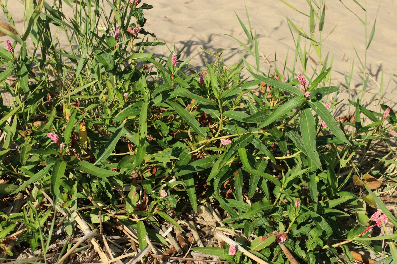 Изображение особи Persicaria amphibia.