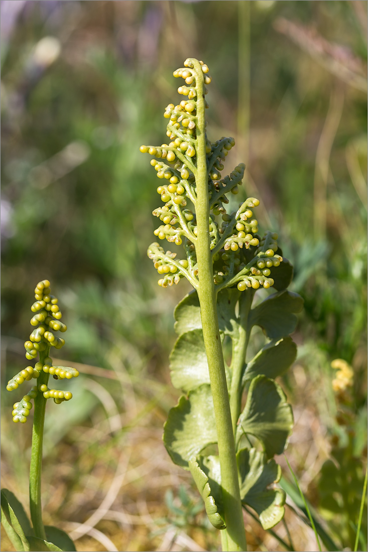 Image of Botrychium lunaria specimen.