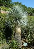 Yucca rostrata. Вегетирующее растение. Испания, Мадрид, Королевский ботанический сад. Июль.