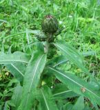 Cirsium heterophyllum