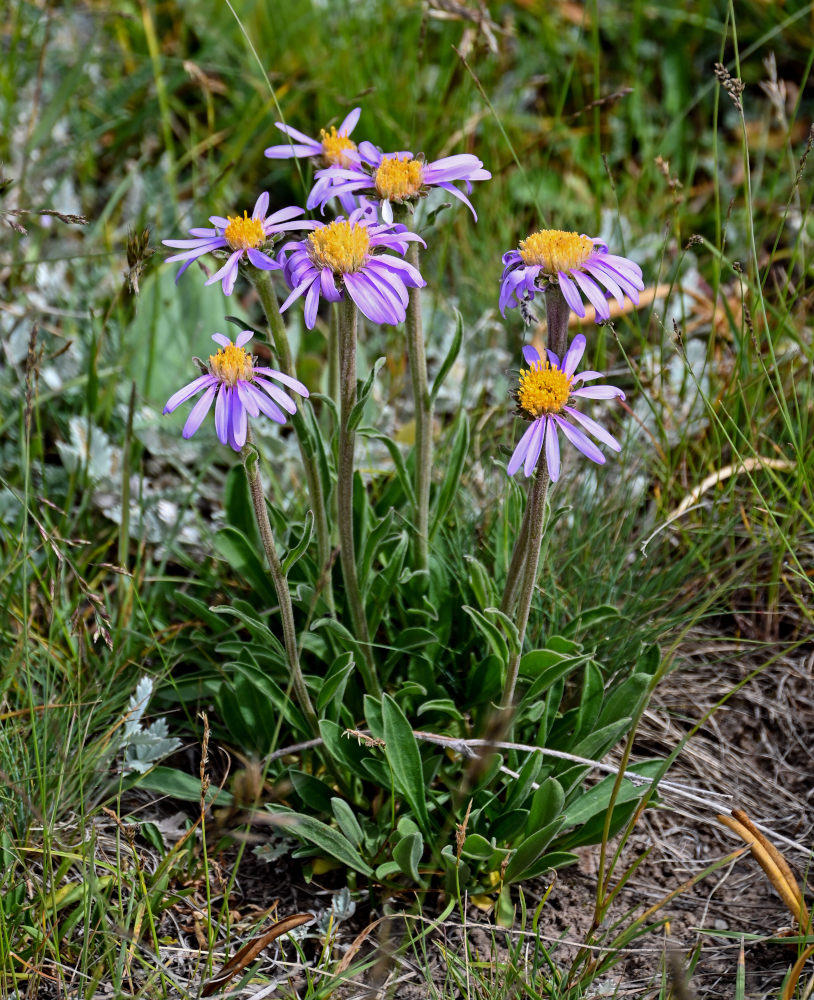 Изображение особи Aster alpinus.