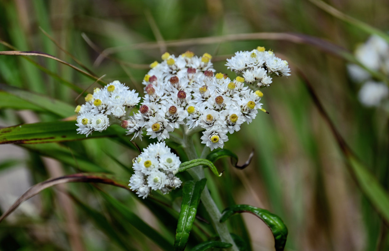 Image of Anaphalis margaritacea specimen.