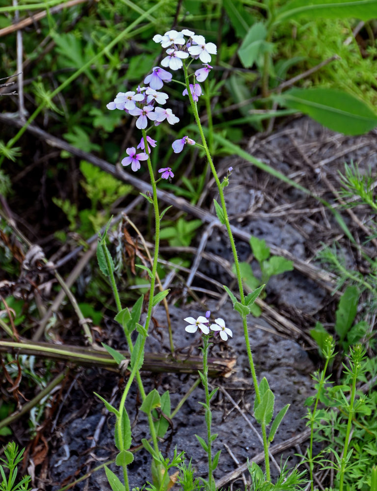 Image of Hesperis matronalis specimen.