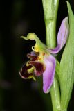 Ophrys apifera