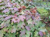 Hydrangea quercifolia