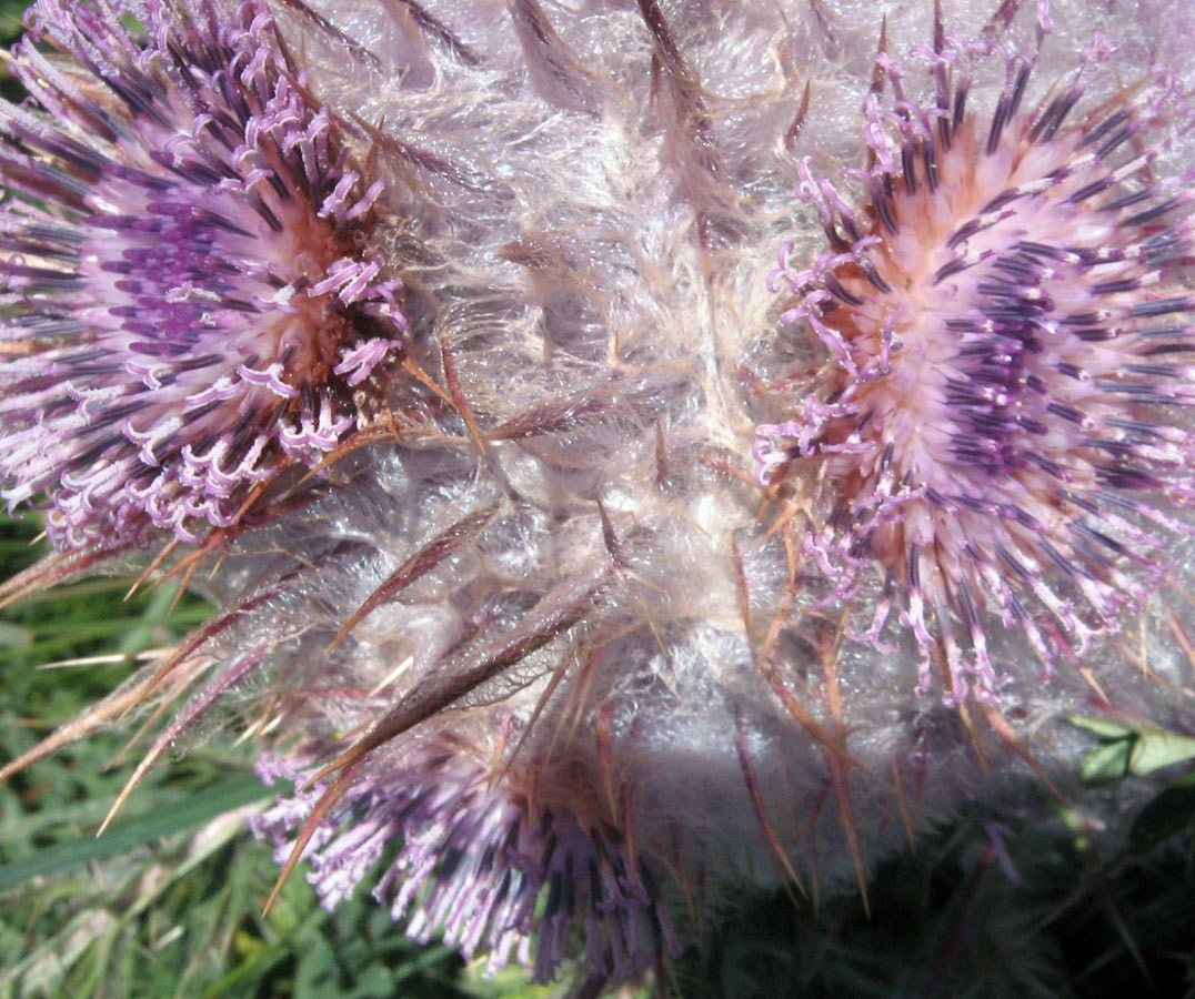 Image of Schmalhausenia nidulans specimen.