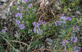 genus Thymus