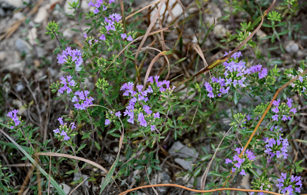 Изображение особи род Thymus.