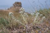 Teucrium capitatum