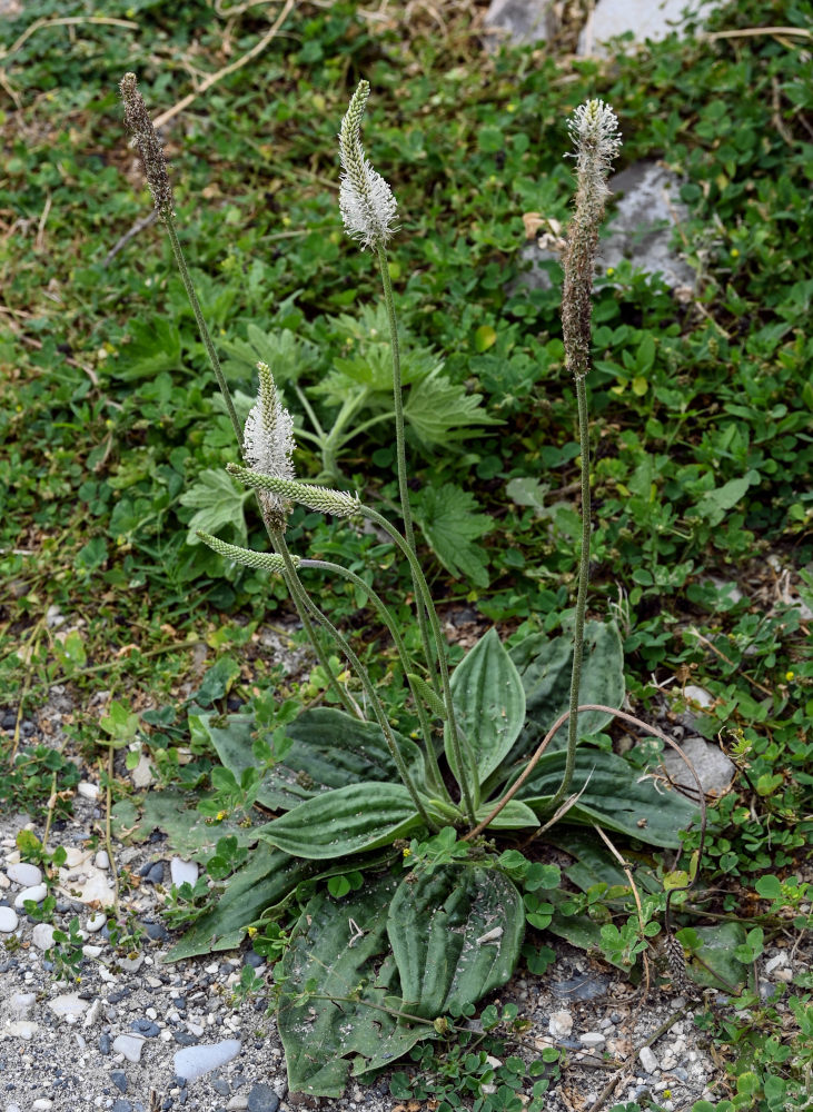 Изображение особи Plantago media.