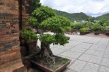 genus Ficus