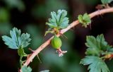 Grossularia acicularis. Часть ветви с незрелым плодом. Хакасия, Ширинский р-н, окр. с. Ефремкино, скалы Тогыз-Аз, каменистый склон. 07.06.2022.