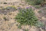 Matthiola sinuata. Цветущее и вегетирующее растения в сообществе с Medicago marina, Silene niceensis, Cakile maritima. Испания, автономное сообщество Каталония, провинция Жирона, комарка Баш Эмпорда, муниципалитет Паламос, формирующаяся дюна. 18.04.2024.