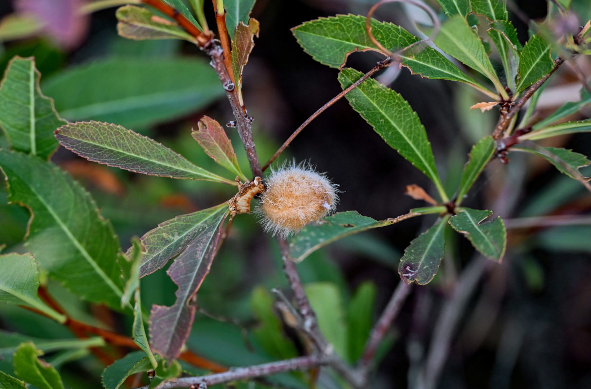 Изображение особи Amygdalus nana.