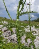 Carduus acanthoides. Средняя часть цветущего растения. Адыгея, Кавказский биосферный заповедник, хр. Каменное Море, ≈ 2000 м н.у.м., в расщелине скалы. 28.07.2018.