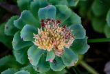 Rhodiola integrifolia. Верхушка побега с соплодием. Курильские о-ва, о-в Итуруп, окр. мыса Одесский, у подножия скалы. 21.08.2023.