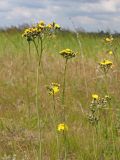 Pilosella cymosa. Верхушки цветущих и плодоносящих растений. Ульяновская обл., Мелекесский р-н, окр. с. Приморское, луг с участками засоления. 25.06.2023.