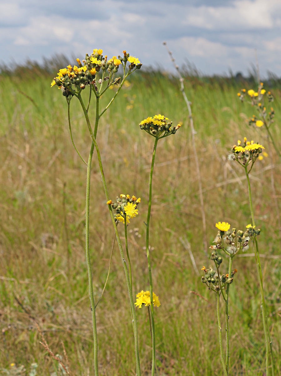 Image of Pilosella cymosa specimen.