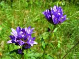 Campanula glomerata