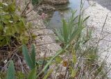 Lathyrus sylvestris