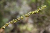 genus Cynoglossum. Часть соплодия. Турция, пров. Анталья, окр. бухты Чиралы, Ликийская тропа, каменистый склон. 29.05.2024.