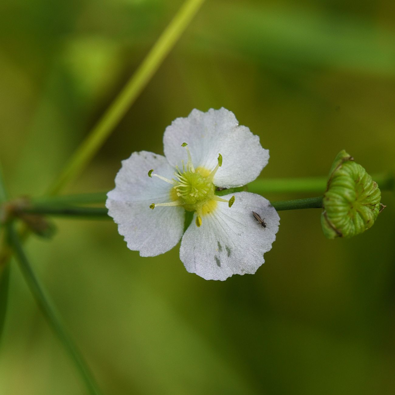 Image of Alisma plantago-aquatica specimen.