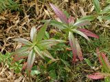 Lactuca sibirica
