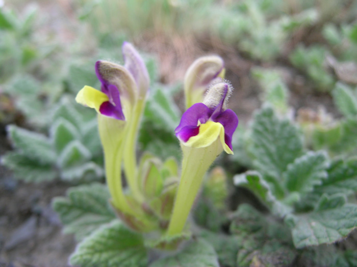 Image of Scutellaria lanipes specimen.