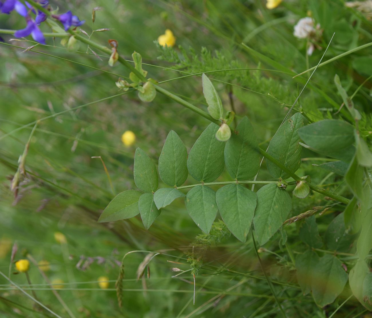 Изображение особи Galega orientalis.