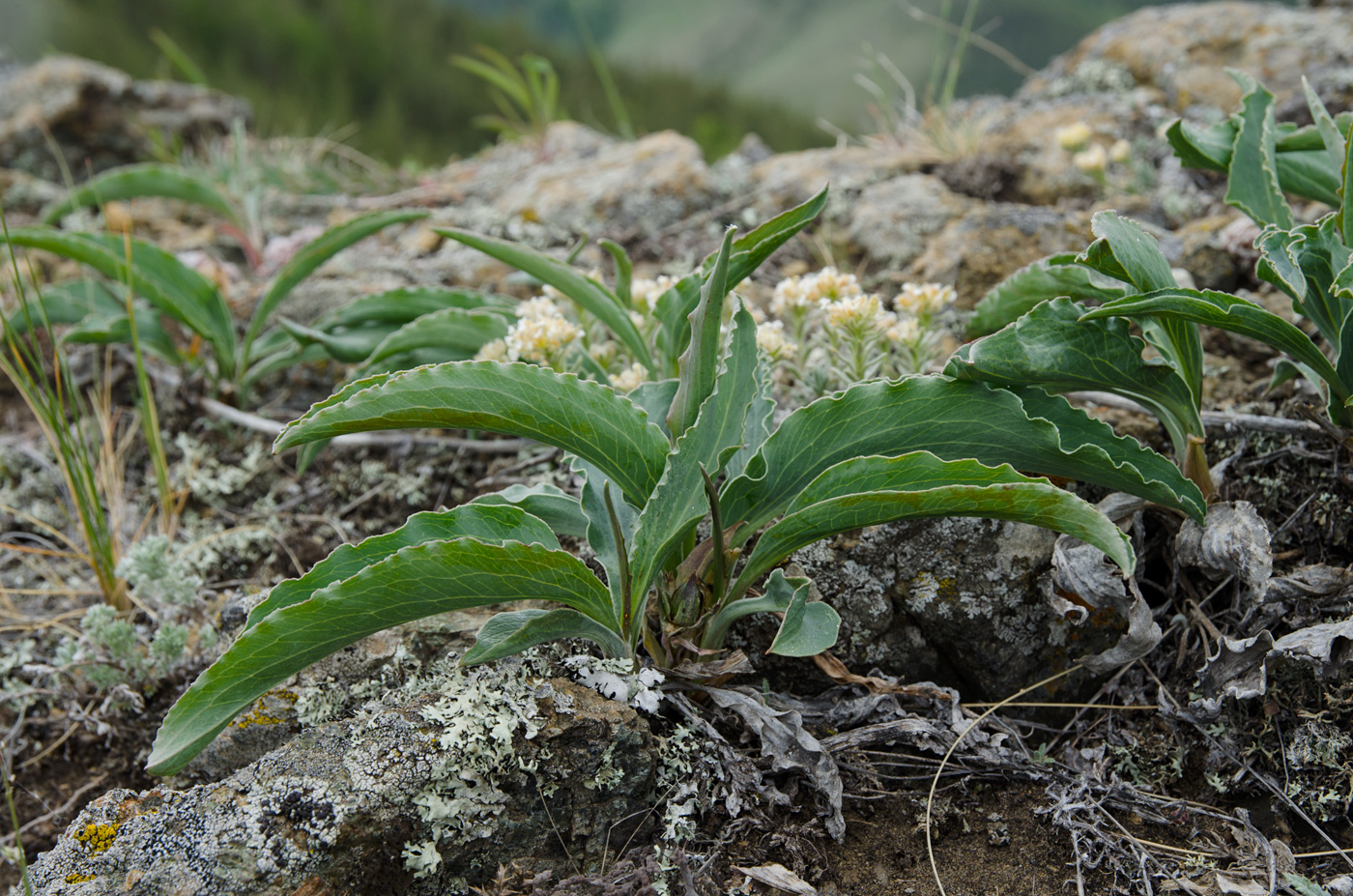 Изображение особи Scorzonera austriaca.