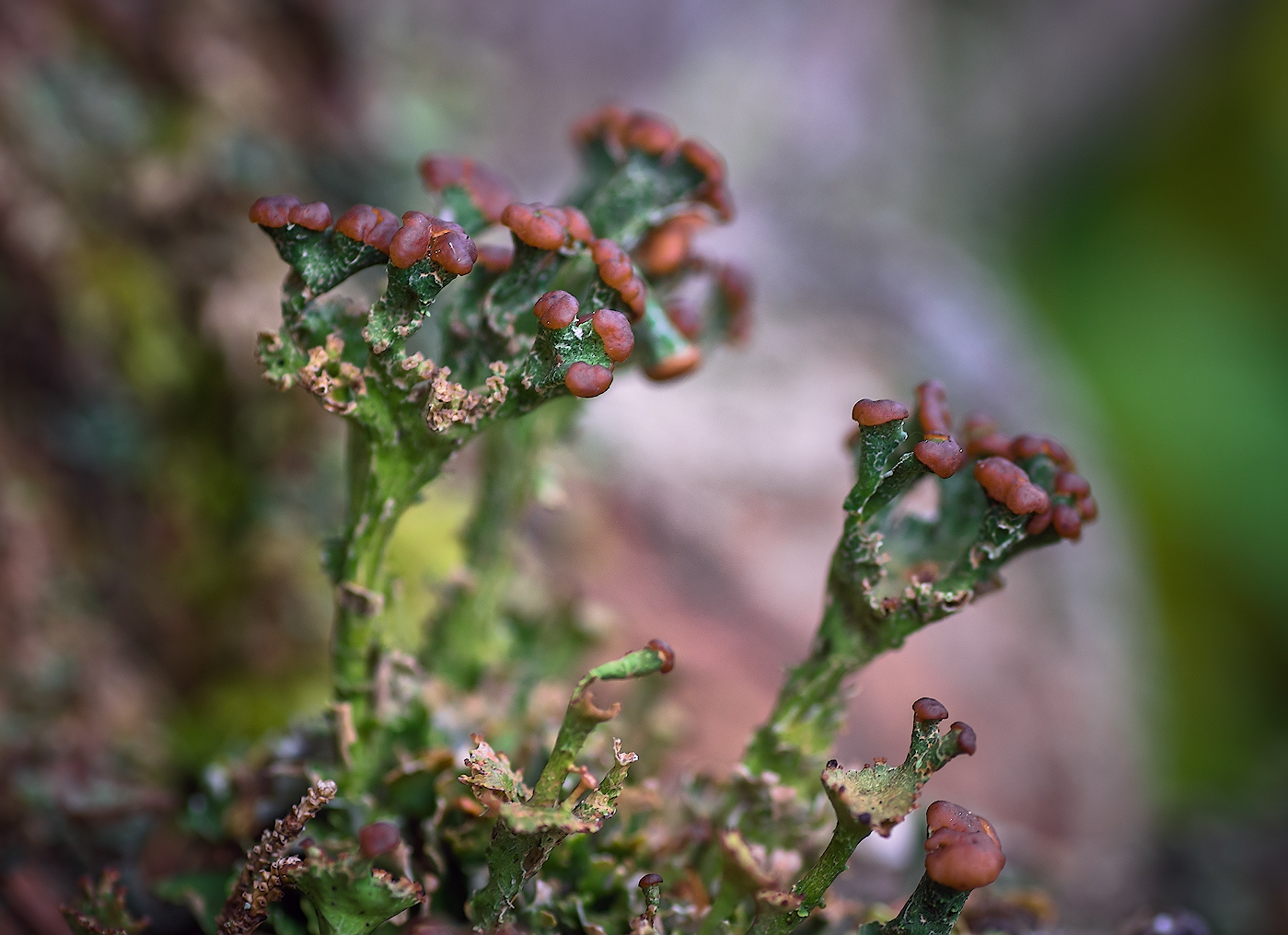 Image of genus Cladonia specimen.