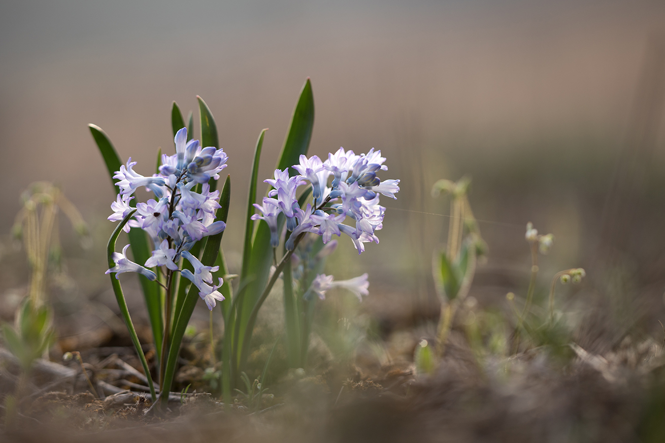 Изображение особи Hyacinthella pallasiana.