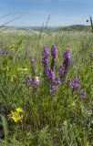 Polygala sibirica