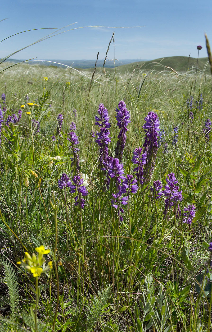 Изображение особи Polygala sibirica.