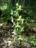 Platanthera chlorantha