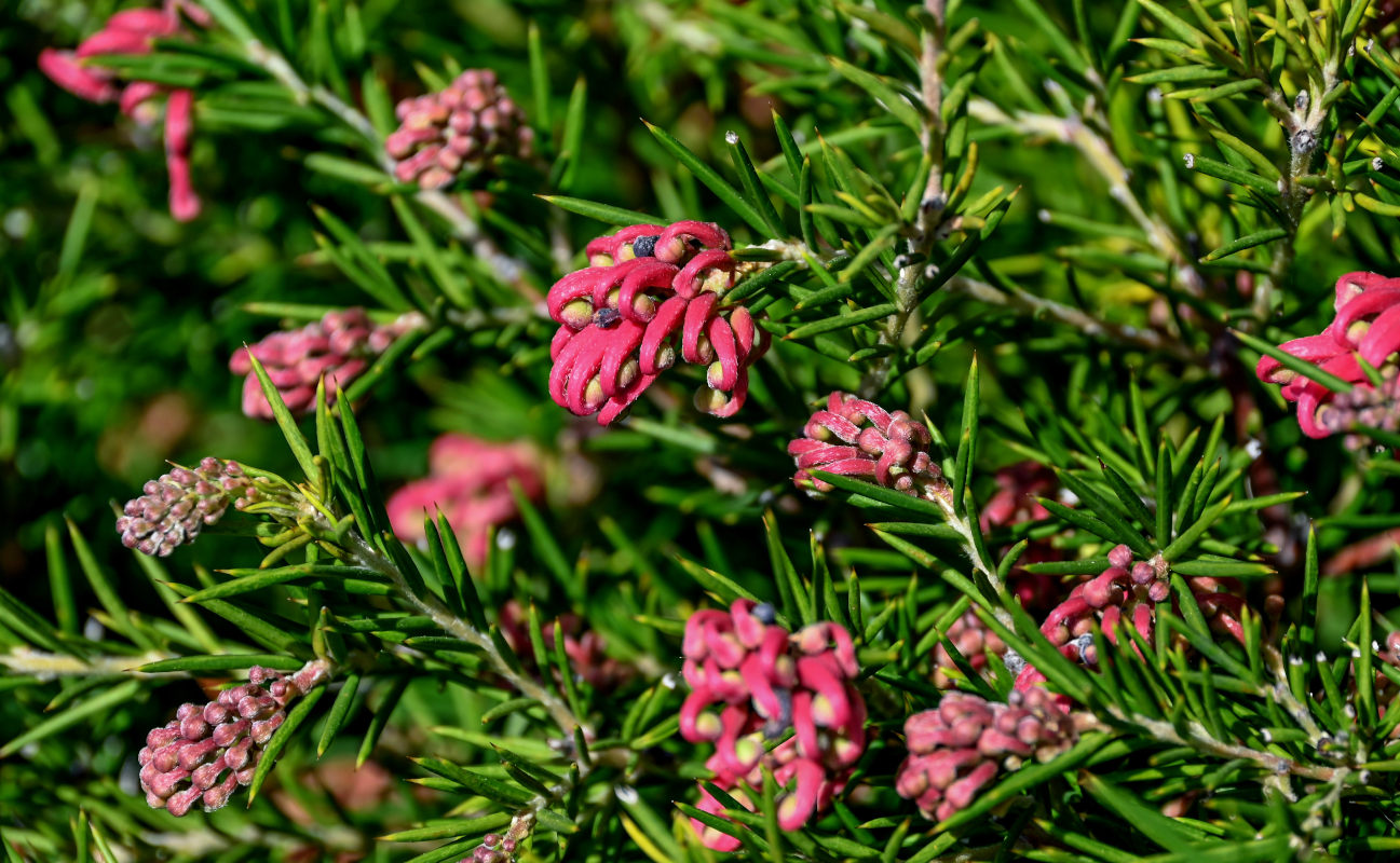 Image of Grevillea rosmarinifolia specimen.
