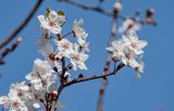 род Prunus
