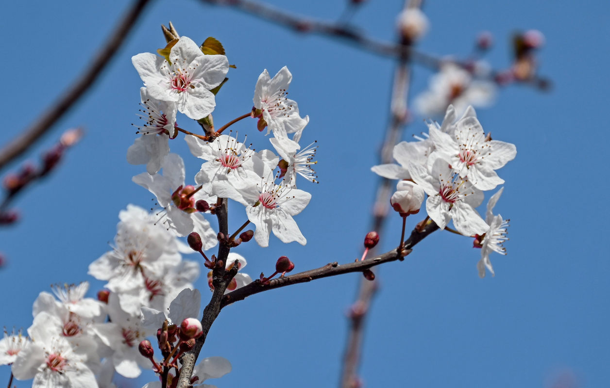 Image of genus Prunus specimen.