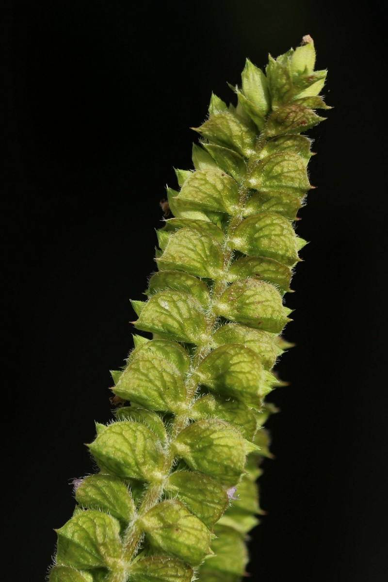 Image of Elsholtzia ciliata specimen.