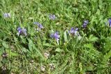 Lagotis stolonifera. Цветущие растения. Грузия, Самцхе-Джавахети, с. Апниа у каменной стены ок. церкви Св. Димитрия, выс. 1720 м н.у.м., край низкотравного луга. 18 мая 2025 г.