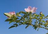 Rosa canina. Ветка с цветками и завязями. Краснодарский край, Крымский р-н, окр. станицы Неберджаевская, ур. Темрючки, заброшенный мергелевый карьер, на отвале грунта. 06.06.2025.