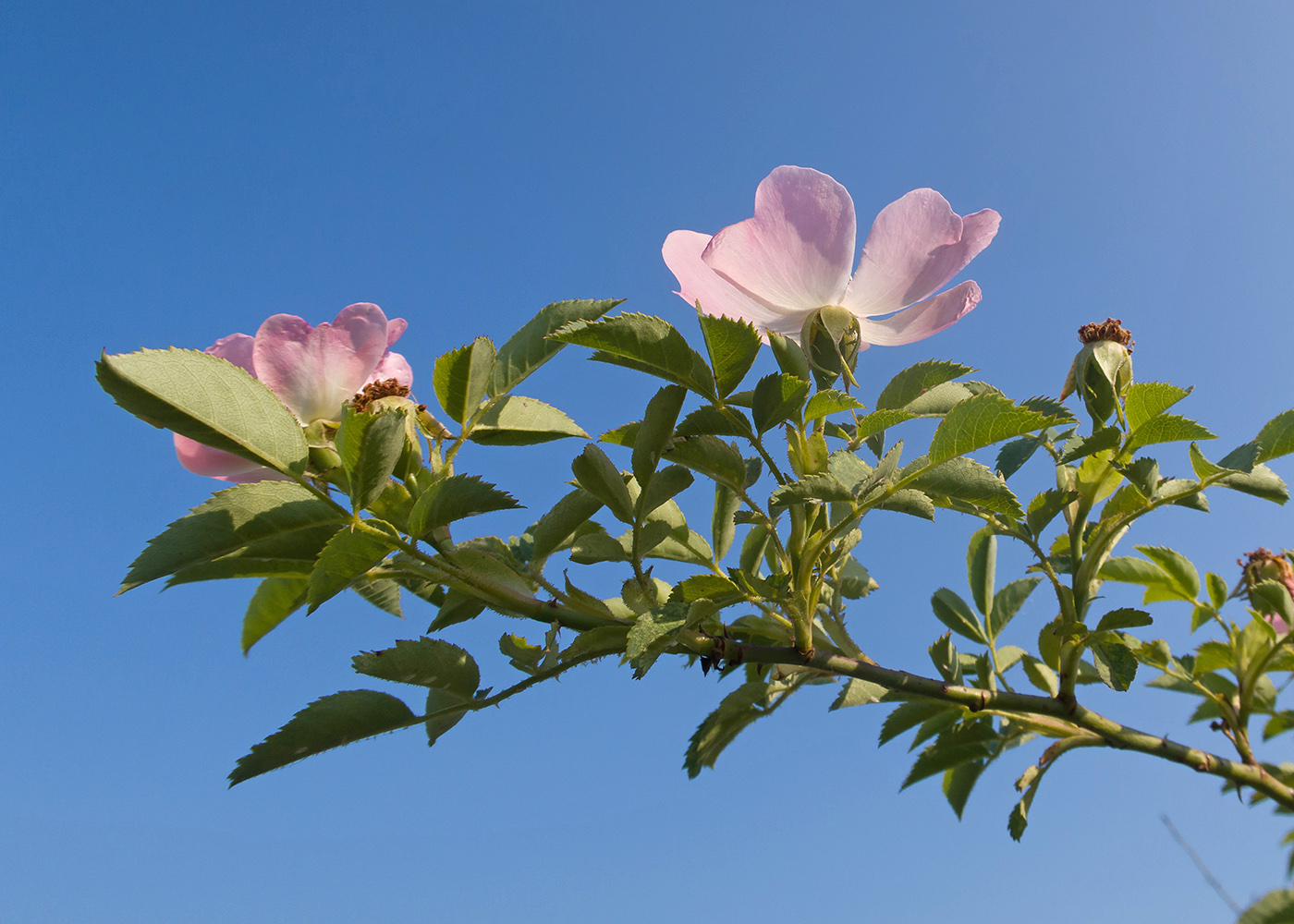 Image of Rosa canina specimen.