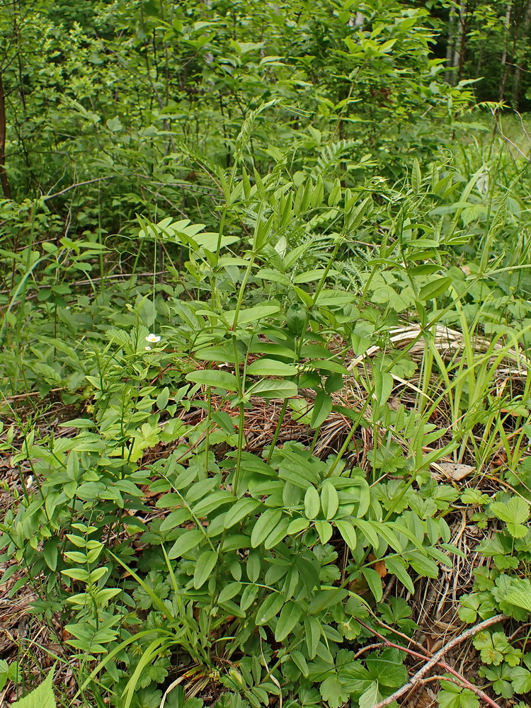 Image of Vicia amoena specimen.