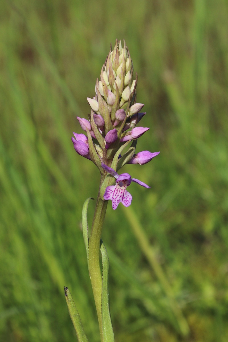 Image of Dactylorhiza baltica specimen.