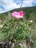 Rosa hissarica. Цветущее растение. Казахстан, Жамбылская обл., Жуалынский р-н, запов. \"Аксу-Джабаглы\"; Таласский Алатау, ущ. Коксай, придонная часть, ≈ 2150 м н.у.м. 1 июня 2025 г.