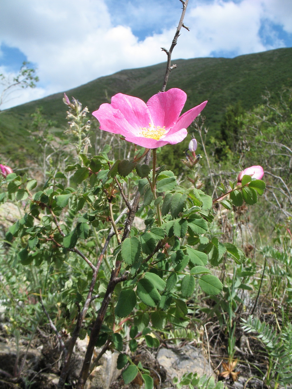 Image of Rosa hissarica specimen.