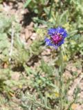 Centaurea depressa. Верхушки побегов с развивающимся и цветущим соцветием. Турция, ил Агры, р-н Догубаязит, окр. ур. Ноев Ковчег, выс. ок. 2000 м н.у.м., луг. 20 мая 2025 г.